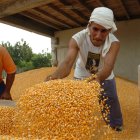 Una persona trabaja en la cosecha de maíz.