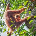 Los orangutanes poseen una "enciclopedia cultural" para saber comer cuando se independizan.