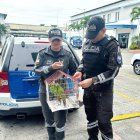 Policía rescató a los especímenes que iban a ser traficados.