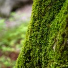 ¿Adiós al musgo? La multa de $92.000 y 3 años de cárcel por extraerlo en Navidad