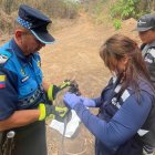 Las zarigüeyas son animales que llegan a las zonas urbanas en busca de alimento y refugio. Tras rescatarlas, son liberadas en su hábitat.