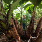 Con Acuerdo Ministerial se flexibiliza el registro de plantaciones hasta diciembre de 2026.