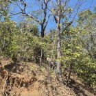 Especie. Los árboles son de hasta 15 metros de altura.