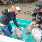 Policía inspecciona el cargamento de cangrejos.