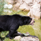 Referencial. El oso de anteojos es una especie en peligro de extinción.