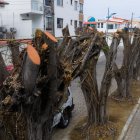 Guayaquil sanciona con USD 6.580 y ordena reponer 90 árboles en Las Garzas