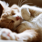 ¿Es bueno que el gato duerma en tu cama? Analizamos los pros y contras