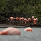 Aves. Los flamingos son una especie emblema del archipiélago.