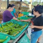 La exportación de plátano con sello AFC significa ingresos aproximados por $16.200.