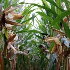 Una investigación de la UTPL analiza los efectos celulares y genéticos de plaguicidas y fertilizantes utilizados en el cultivo de maíz en Ecuador.