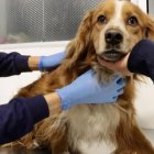 El perrito no presentaba heridas, pero estaba asustado luego de permanecer atrapado en un espacio oscuro y ruidoso.