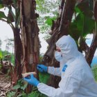 Experto toma muestra a una planta de banano para saber si tiene Fusarium R4T.