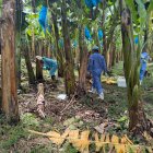 Emergencia por Fusarium R4T: ¿Subirá el precio del banano en los mercados?