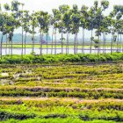 Cultivos. El cambio climático causa, con frecuencia, sequías en Ecuador y afecta los cultivos.