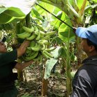 La cosecha de banano se mantiene normal en Ecuador.
