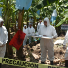 Los protocolos de bioseguridad que se llevan en la zona donde hay Fusarium Raza 4 Tropical, un ensayo antes de que llegue el hongo.