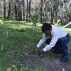 Arbolado. Un bosque se regenera naturalmente en 100 años. La restauración activa toma 50 años, según la Secretaría de Ambiente.