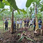 Desde el 2019 se vienen dando talleres de cómo proteger a un cultivo del Fusarium Raza 4 Tropical, pese a ello no todos lo aplican.