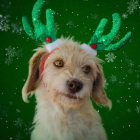 La UBA lanzó su campaña de concientización de adopción de animales para las fiestas.