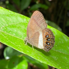 Imagen de la mariposa Zischkaia xenikos realizada por el Instituto Nacional de Biodiversidad (INABIO).