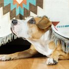 El estrés acústico, las intoxicaciones y los accidentes domésticos siguen siendo los principales riesgos para las mascotas durante las celebraciones de fin de año.