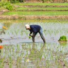 Un agricultor siembra arroz en su finca, en Santa Lucía.