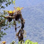 El Chocó Andino, al noroccidente de Quito, fue incluido por The Wall Street Journal entre los 10 mejores destinos turísticos para 2026.