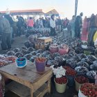 TUNGURAHUA. FRUTAS COMO LA FRESA Y MORA CON LOS SOLES SE MADURAN ANTES DE LO PREVISTO Y NO SE PUEDE GUARDAR PORQUE SE DAÑAN. AG-EXTERNO