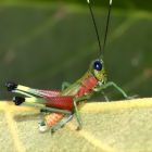 Investigadores descubrieron un nuevo saltamontes de colores llamativos hallado en Morona Santiago,