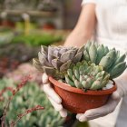 Más que decoración: son talismanes vivos.