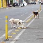 Dejar que las mascotas deambulen libremente por las calles es una de las causas de extravío y corren el riesgo de que las atropellen.