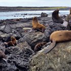 Parque. El Parque Nacional Galápagos ha sido reconocido internacionalmente por su modelo de conservación regenerativo que mantiene vigente a sus especies.