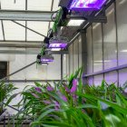 Plantas. El CBGP cuenta con instalaciones de 1900 m2 para el cultivo.