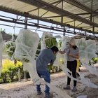 Investigación. El INIAP evalúa materiales tolerantes al Fusarium, algunos con resistencia media o parcial.