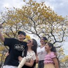 El amarillo de los guayacanes marca la temporada de florecimiento en Colimes.