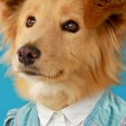 Lucero, Adita y otros perritos buscan una segunda oportunidad en Quito