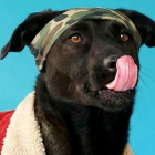 La Unidad de Bienestar Animal (UBA) impulsa esta iniciativa con ferias de adopción y atención en sus centros.