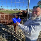 José Antonio Oria, el español que convirtió dos vacas en mascotas para salvarlas del sacrificio.