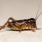 La presencia de grillos en Guayaquil genera reacciones ciudadanas y contenido viral en redes sociales.