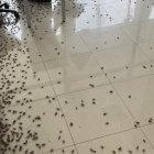 Durante los últimos días se ha visto un incremento de grillos en Guayaquil.