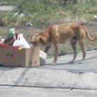 Los animales de calle están evidentemente desnutridos y deshidratados.