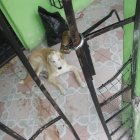 La tenencia irresponsable es otro problema en esta estadísitica.