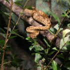 Una parada imperdible del Paseo Express por Quito: el Vivarium, a pocos pasos del Metro de Quito.