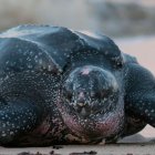 Especie. La especie tiene una población mundial reducida, estimada en alrededor de 34 000 individuos.