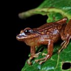 Andes. Las especies fueron halladas en los bosques de bambú.
