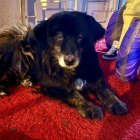 La agresión contra “Oso” quedó registrada en imágenes. El presunto responsable podría enfrentar una sanción económica de hasta $ 4.820.