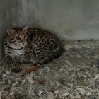 El ocelote (también llamado "tigrillo), enjaulado en una vivienda en Pascuales.