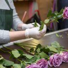 Exportación de flores ecuatorianas por San Valentín desde el Aeropuerto Internacional Mariscal Sucre de Quito.