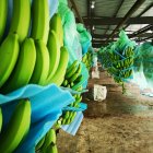 La producción de banano en Ecuador.