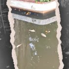 Varios peces fueron hallados muertos en la laguna de los Jardines del Malecón 2000, en el centro de Guayaquil.